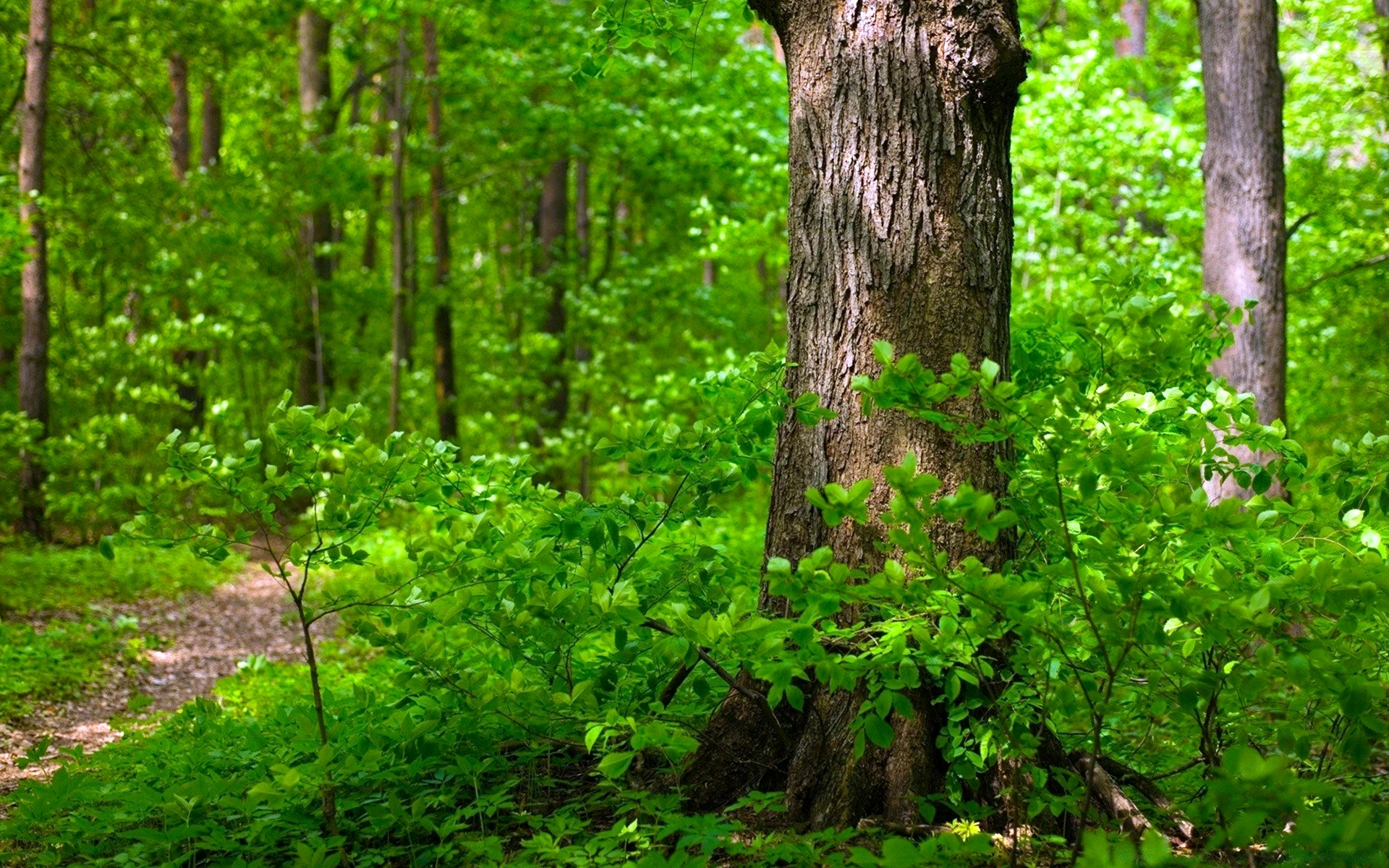 Широколиственные леса Дубрава