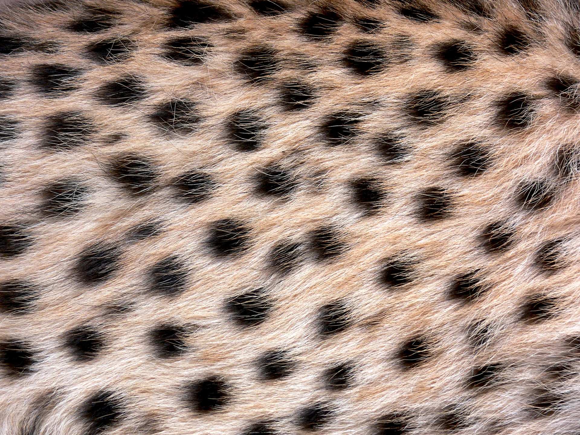 Шкура леопарда