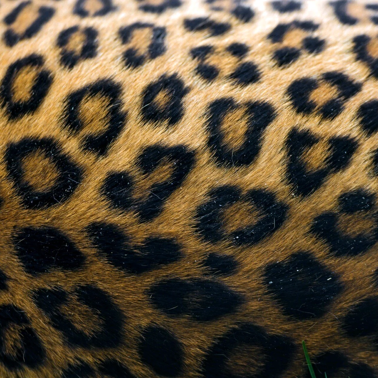 Шкура леопарда и гепарда