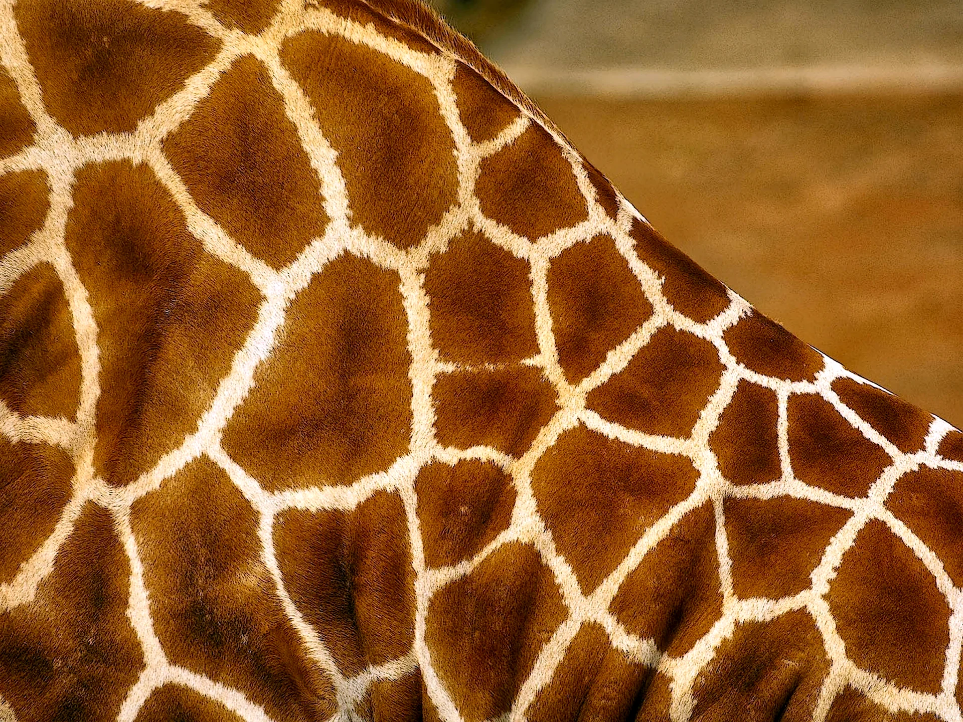 Шкура жирафа