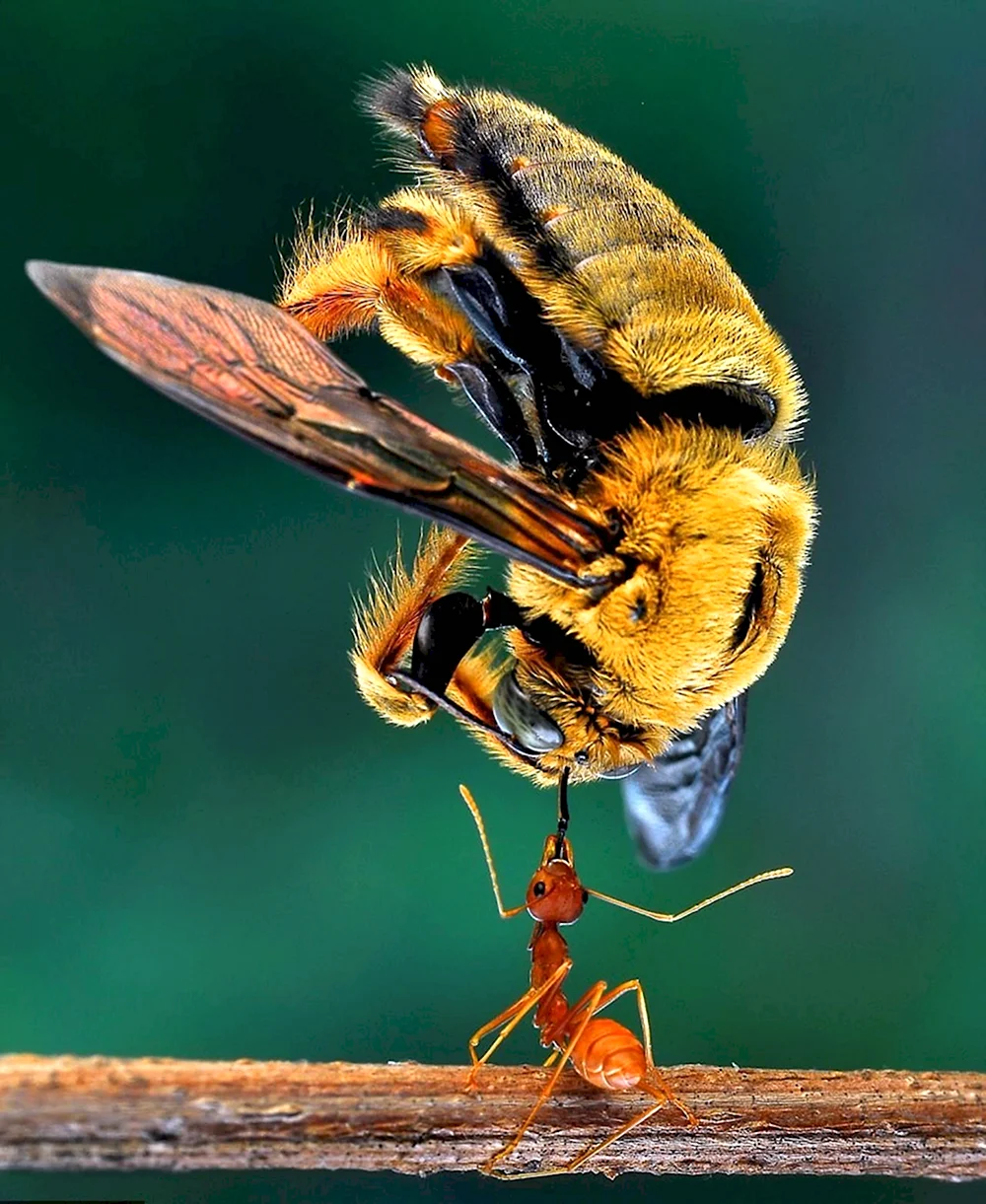 Шмелевидная пчела