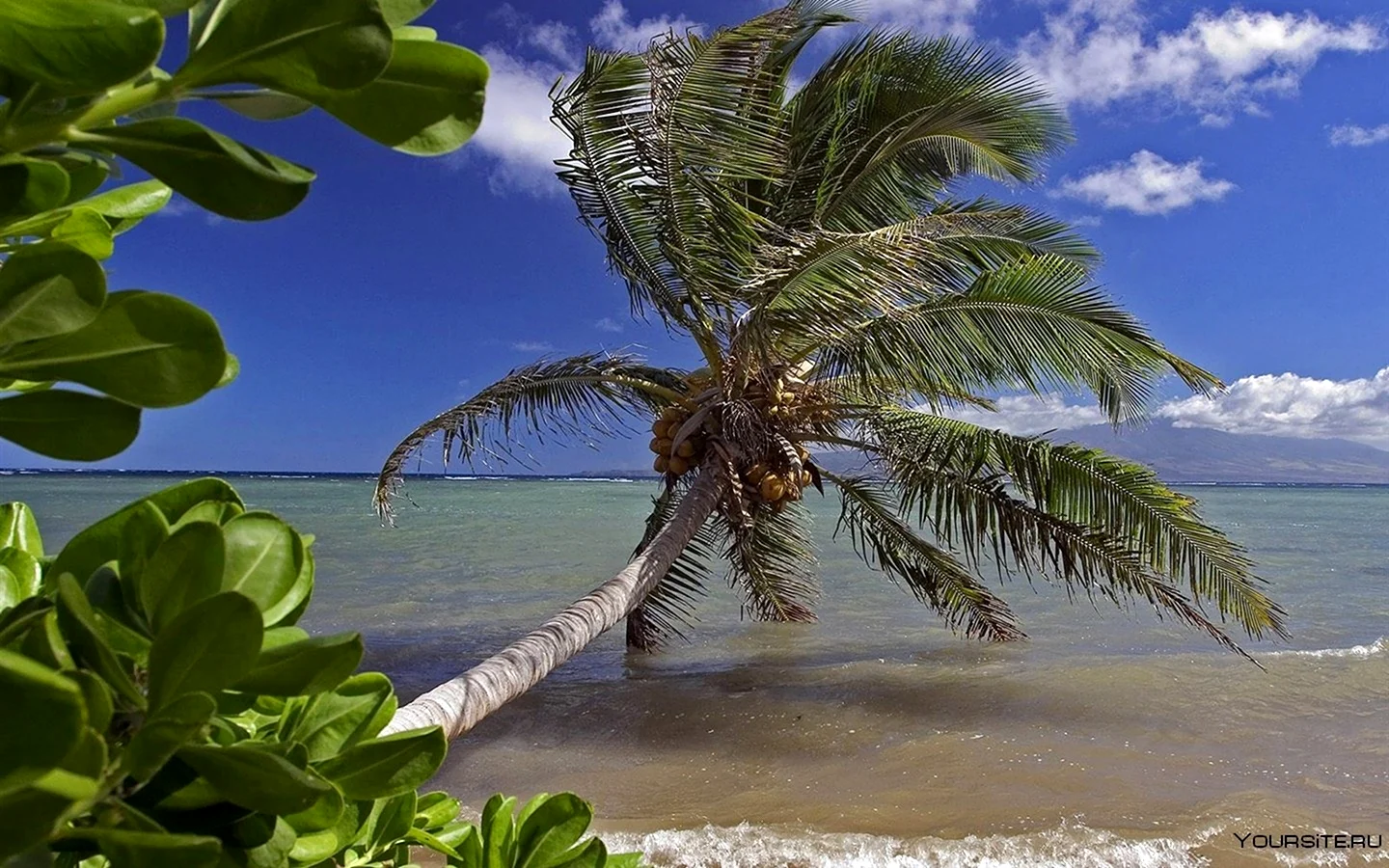 Штат Гавайи пальмы