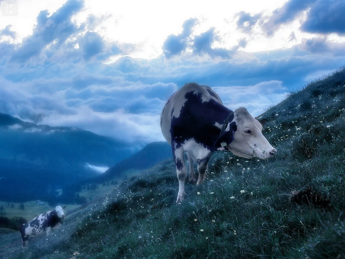 Швейцария Альпийские коровы фиолетовые