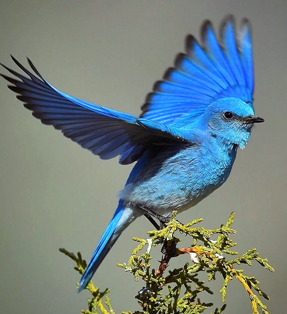 Сиалия синяя птица