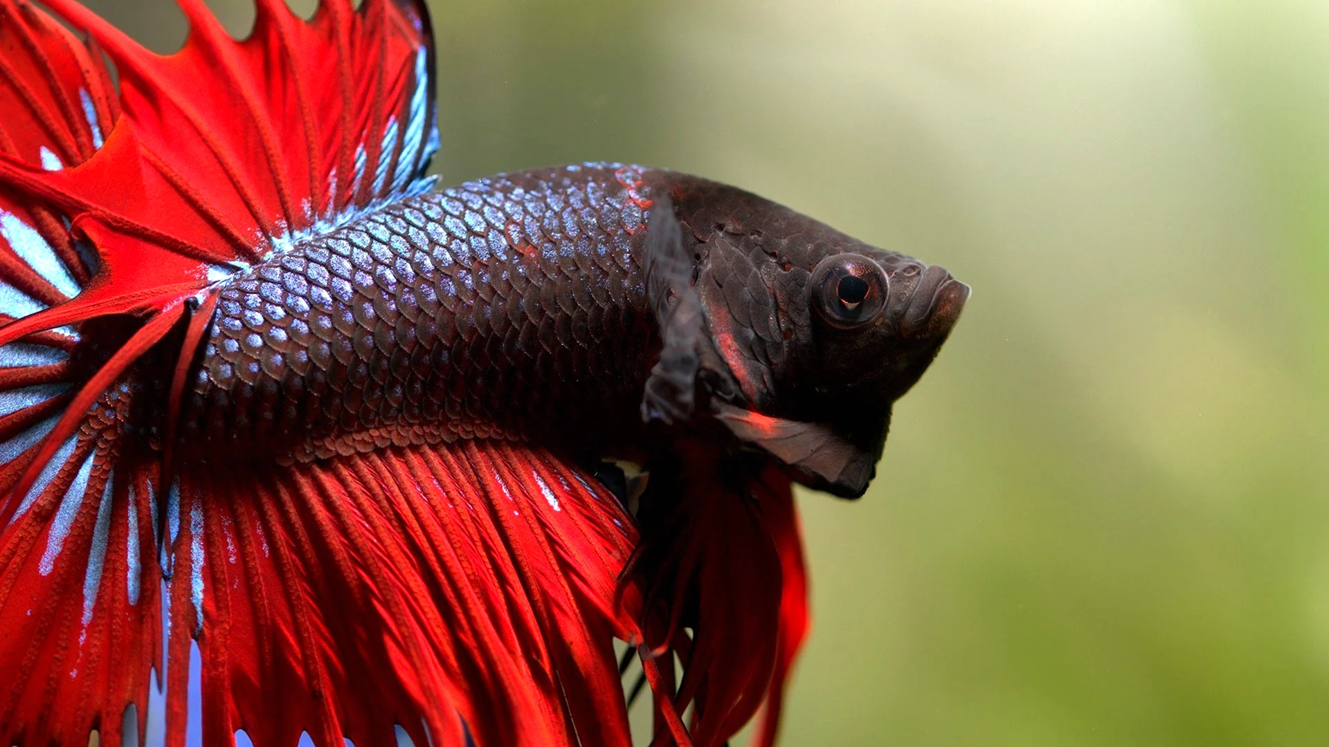 Сиамские бойцовые рыбки
