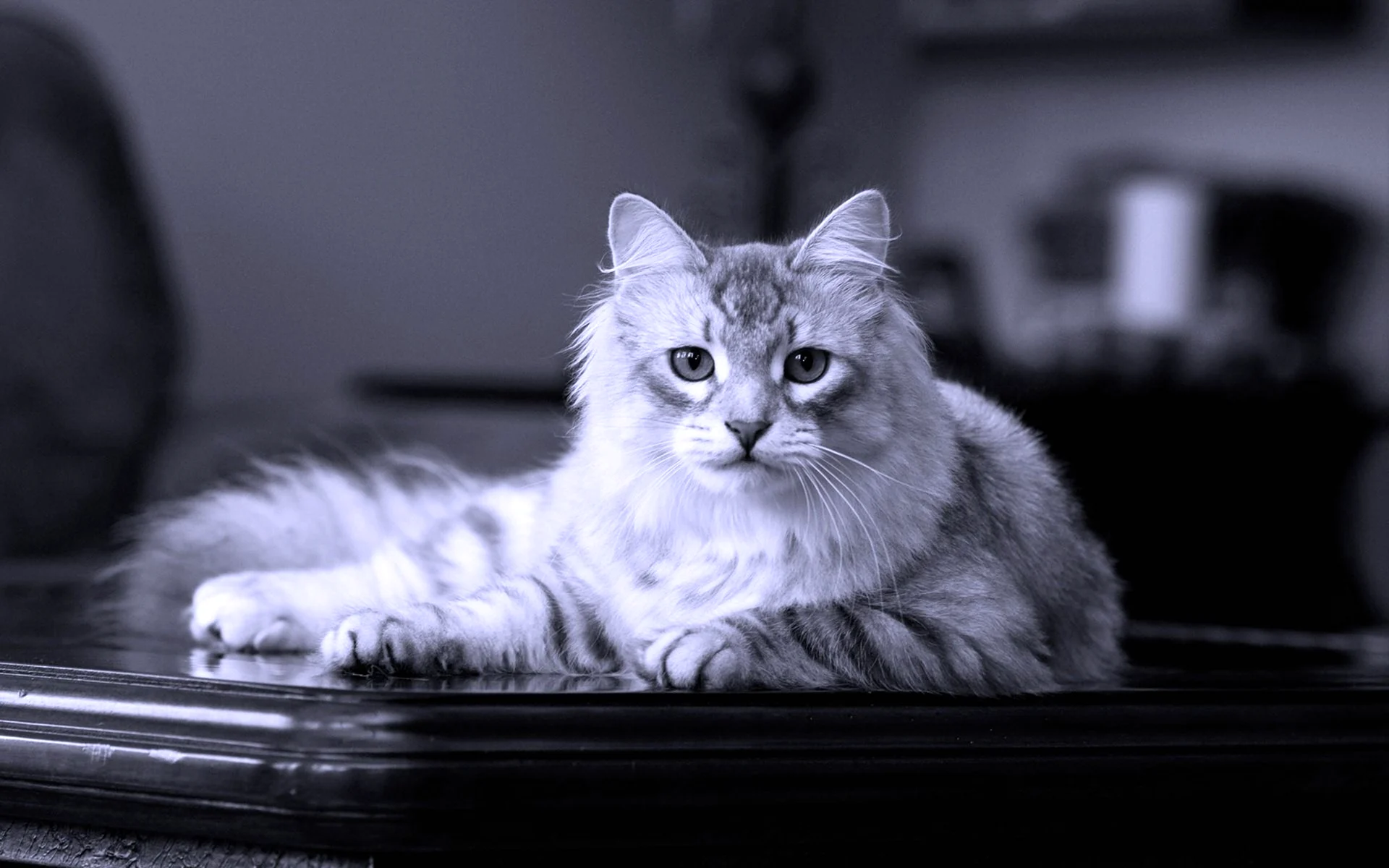 Сибирская кошка серо белая