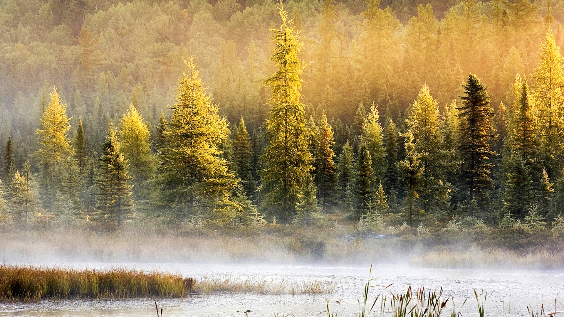 Сибирский хвойный лес
