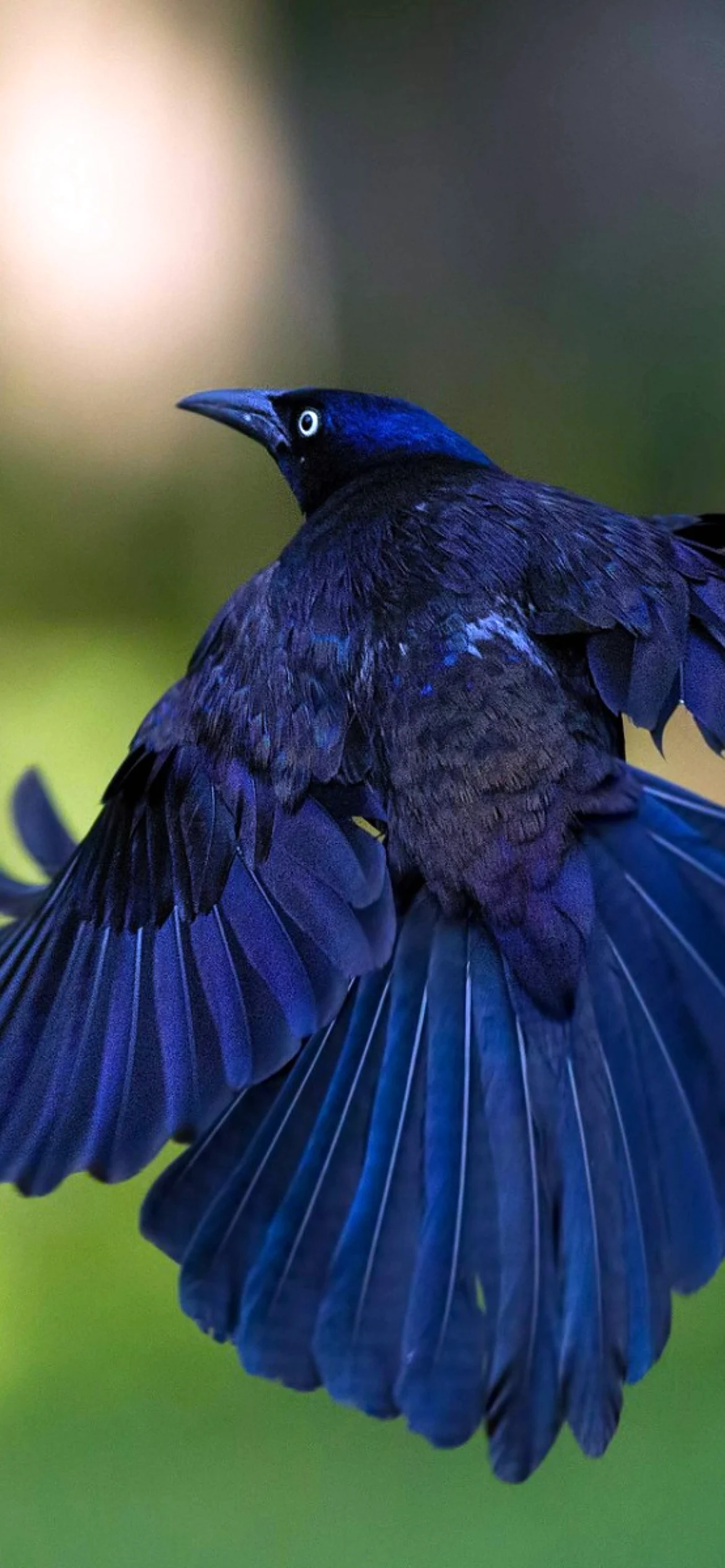 Сине черная птица
