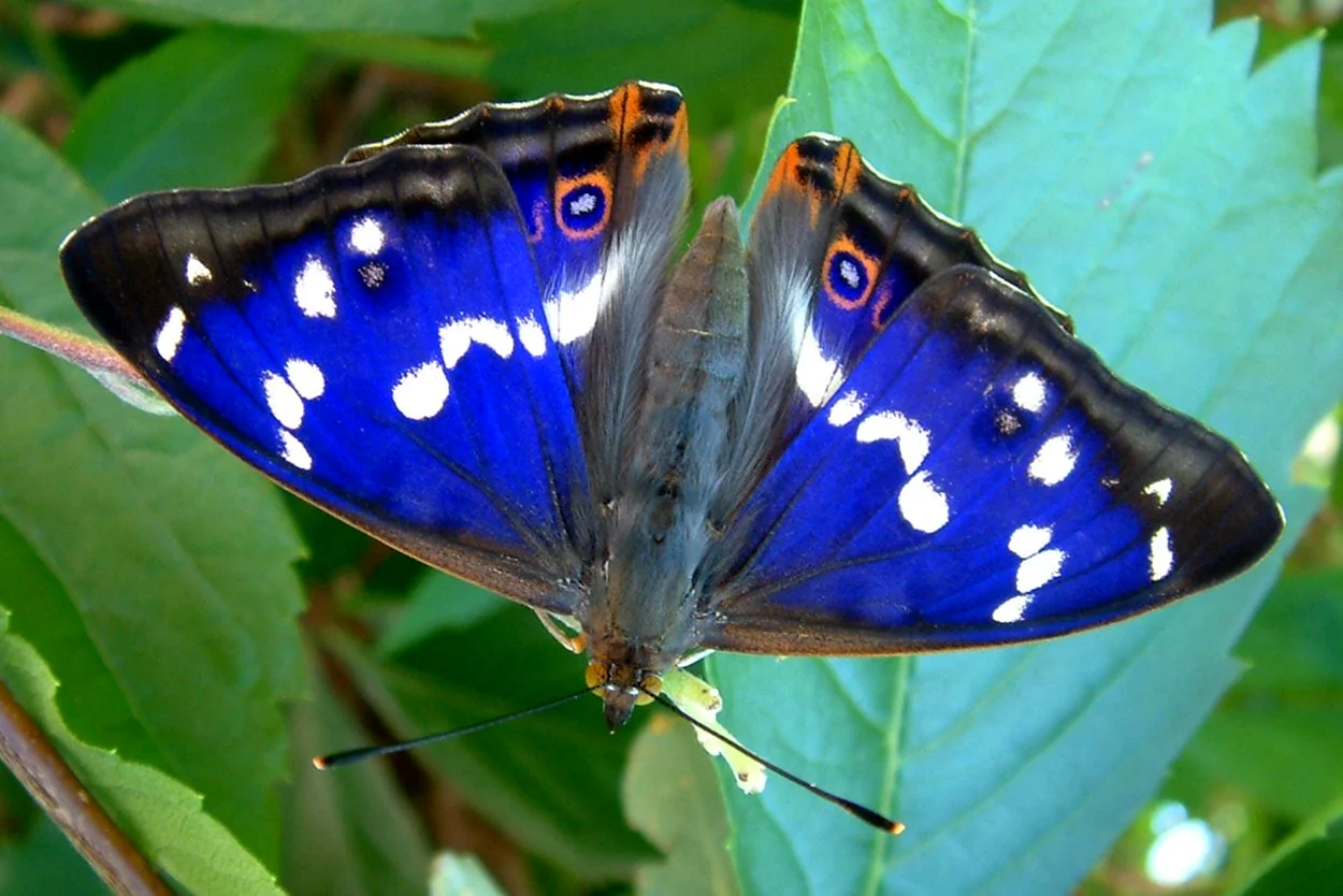 Синяя бабочка Адмирал