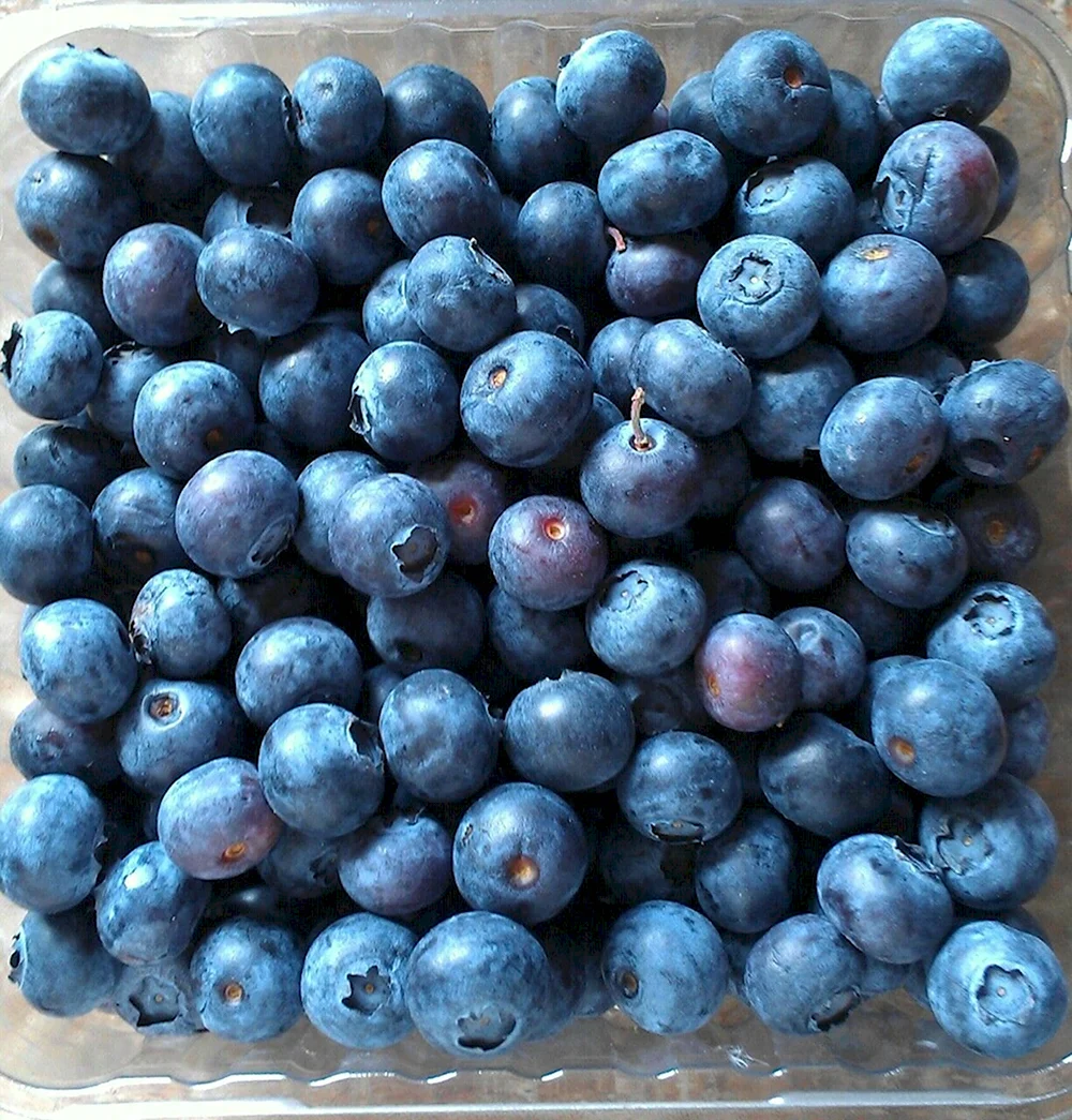 Синяя ягода с косточкой