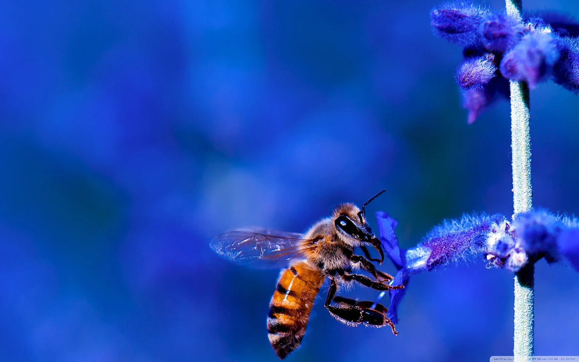 Синяя пчела