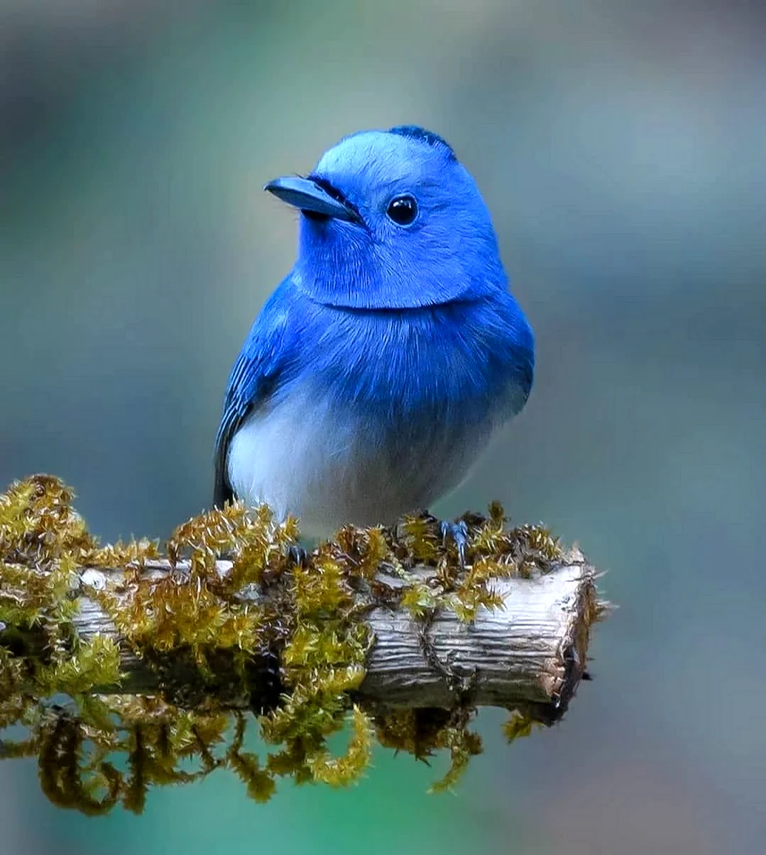 Синяя птичка счастья