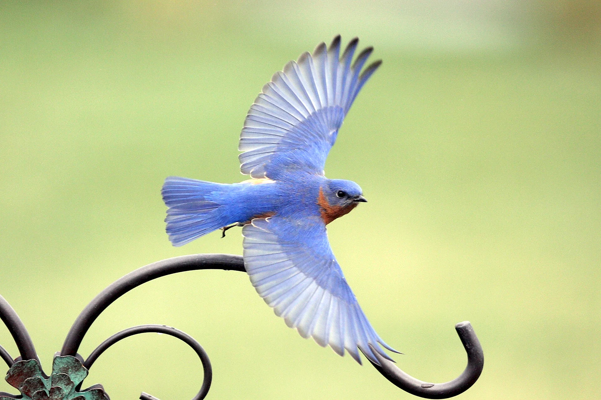 Синяя птичка в полете