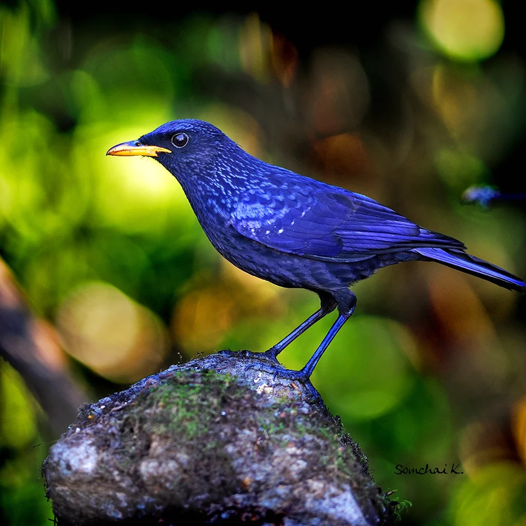 Синяя птица Дрозд птица