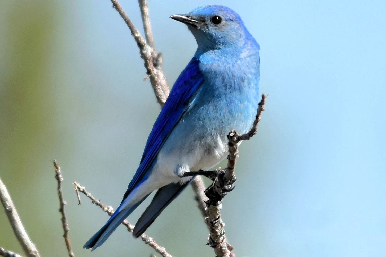Синяя птица голубая сиалия