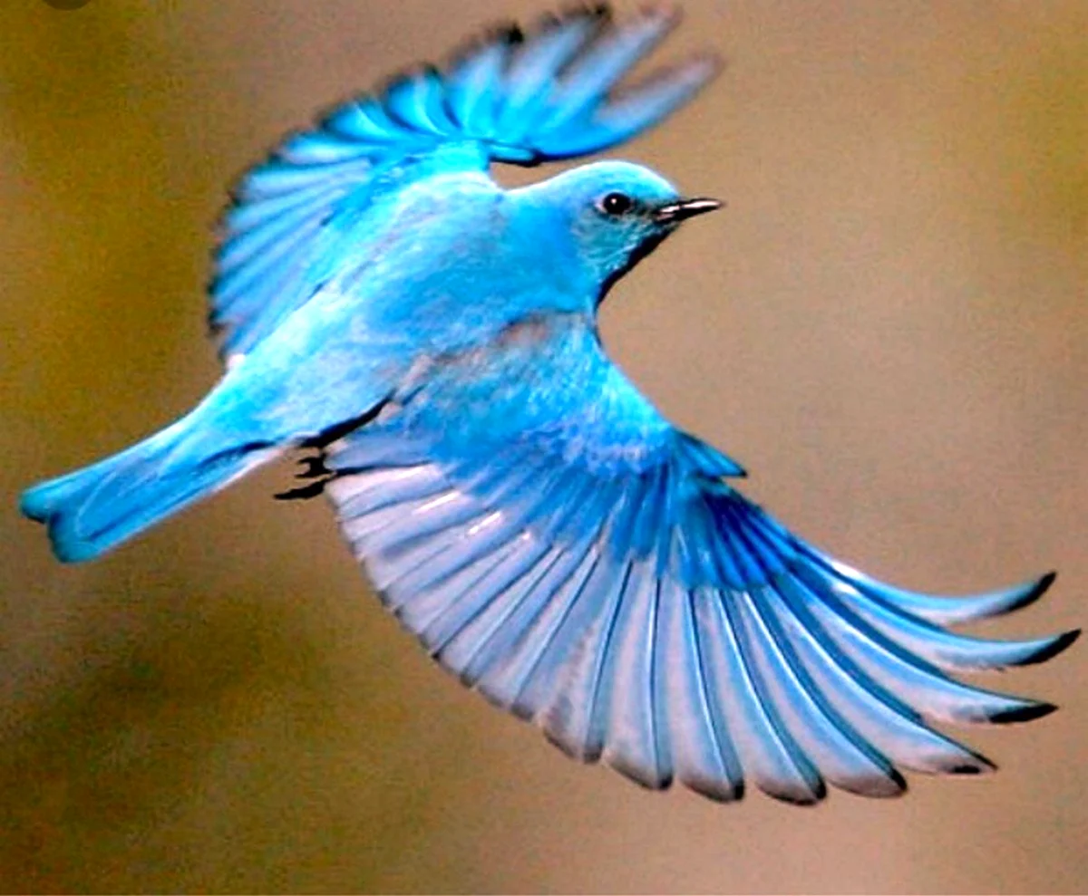 Синяя птица орнитология