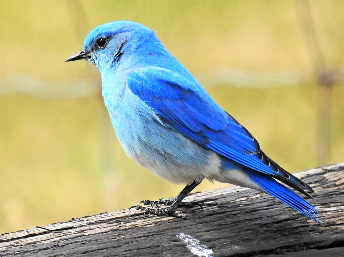 Синяя синяя птица