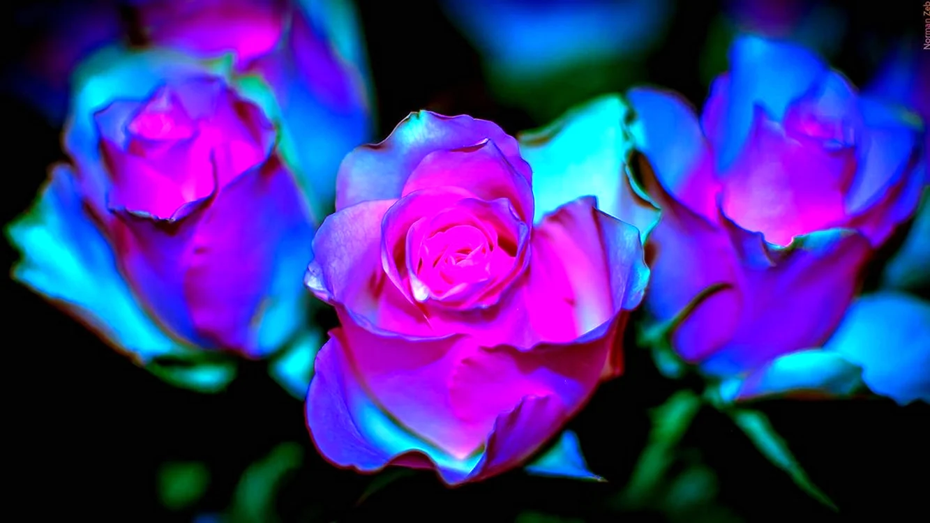 Синие и фиолетовые розы