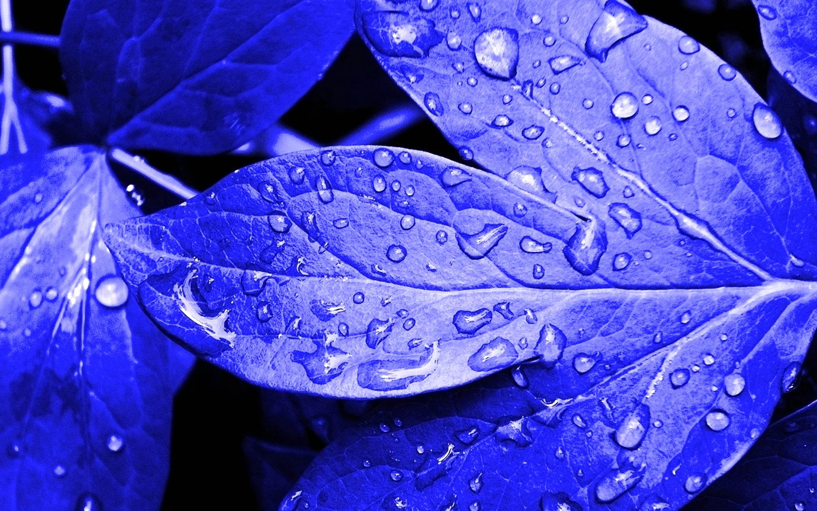 Синие листья
