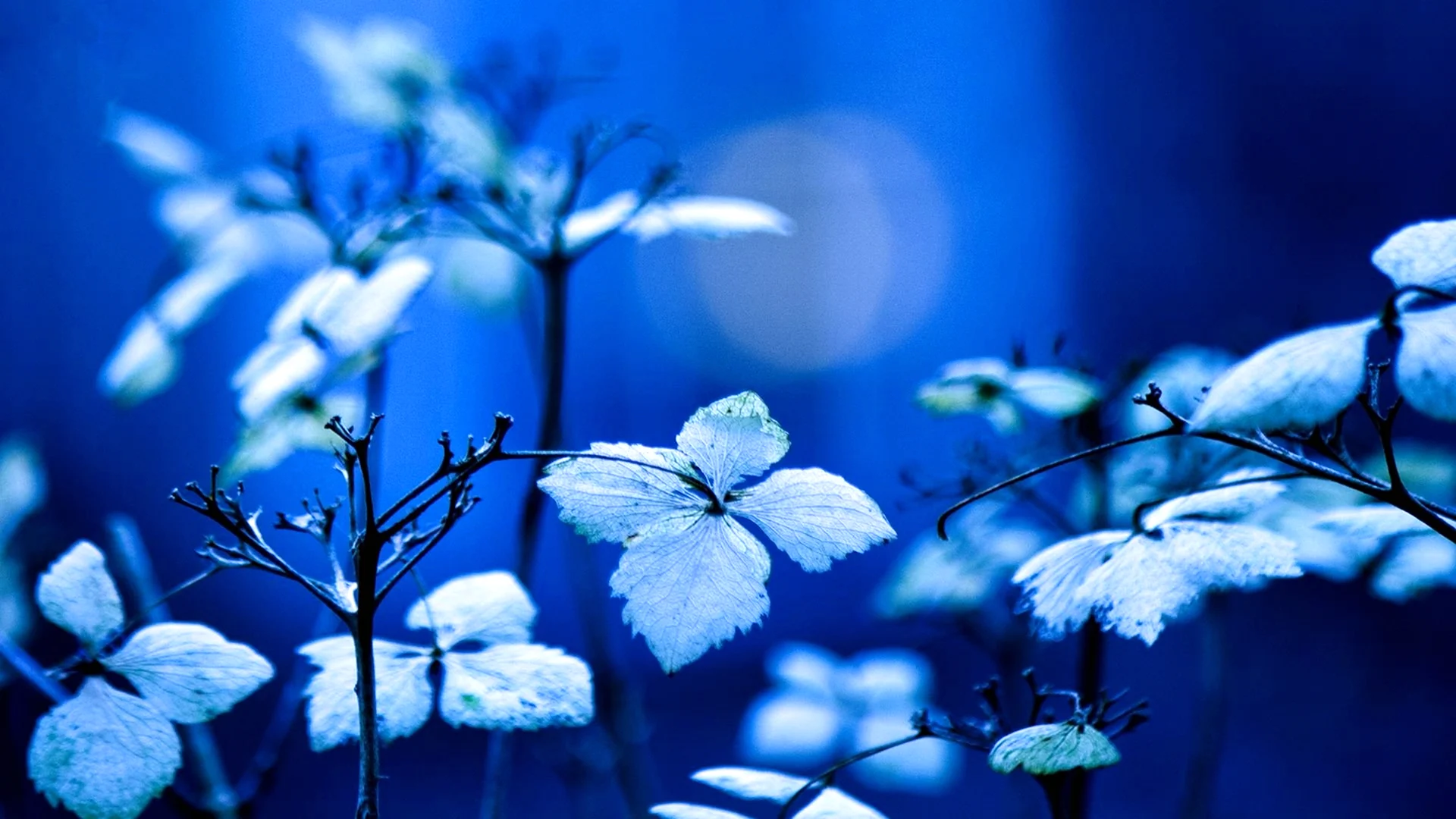Синие листья фон