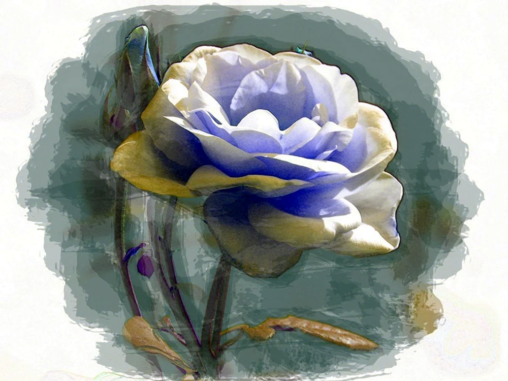 Синие розы акварель