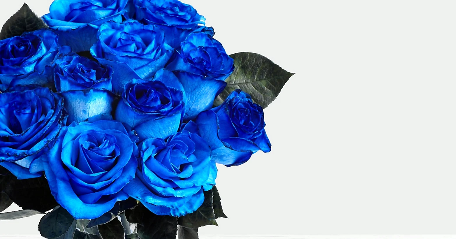 Синие розы холод