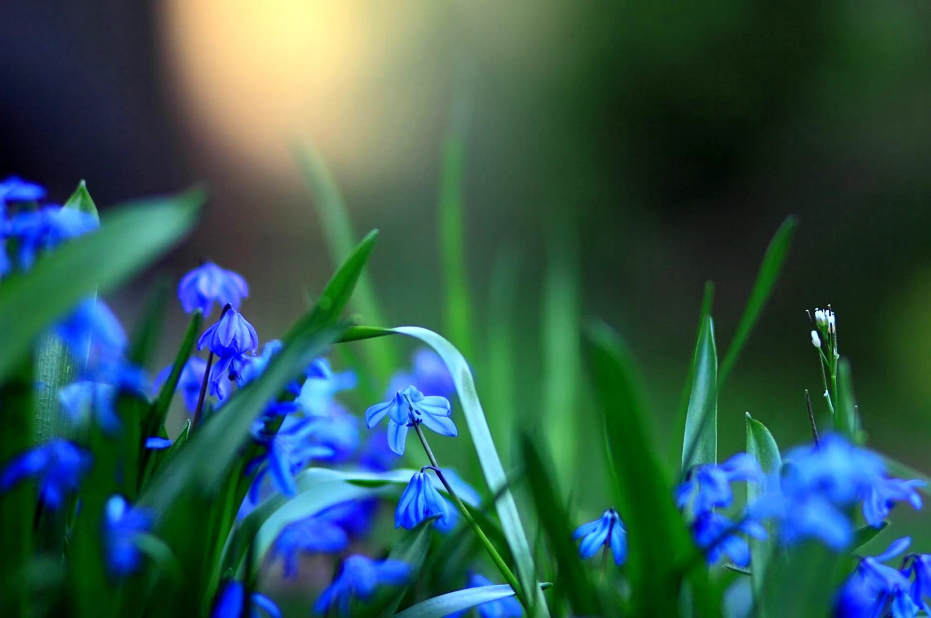 Синие весенние цветы