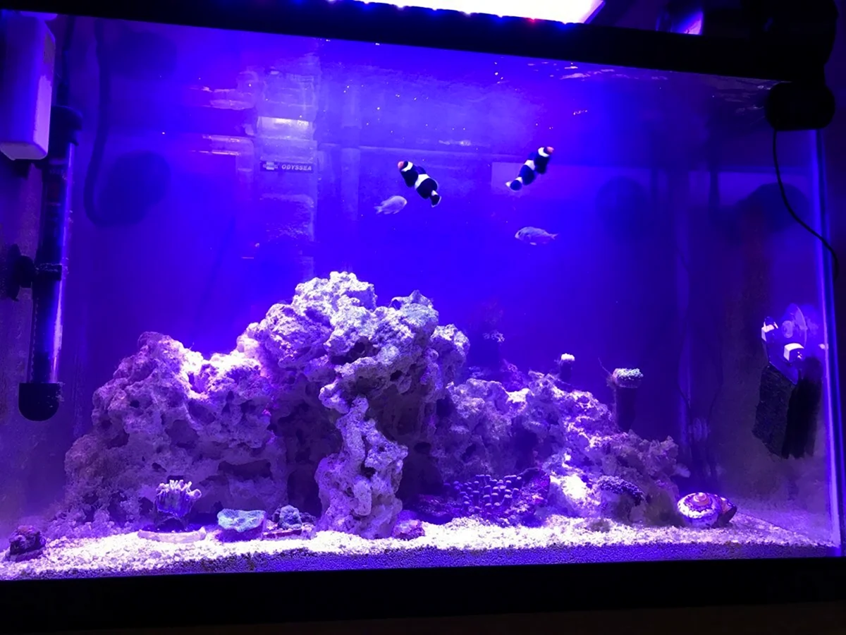 Синий аквариум