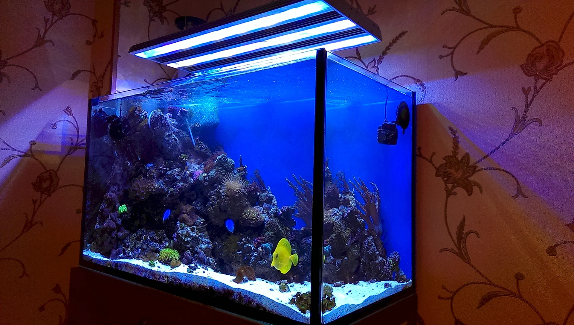 Синий аквариум