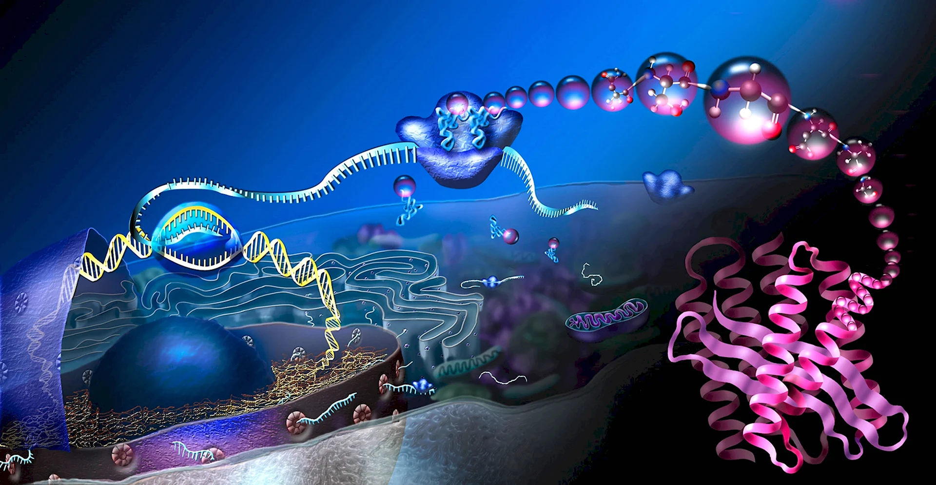 Синтез белка молекулярная биология