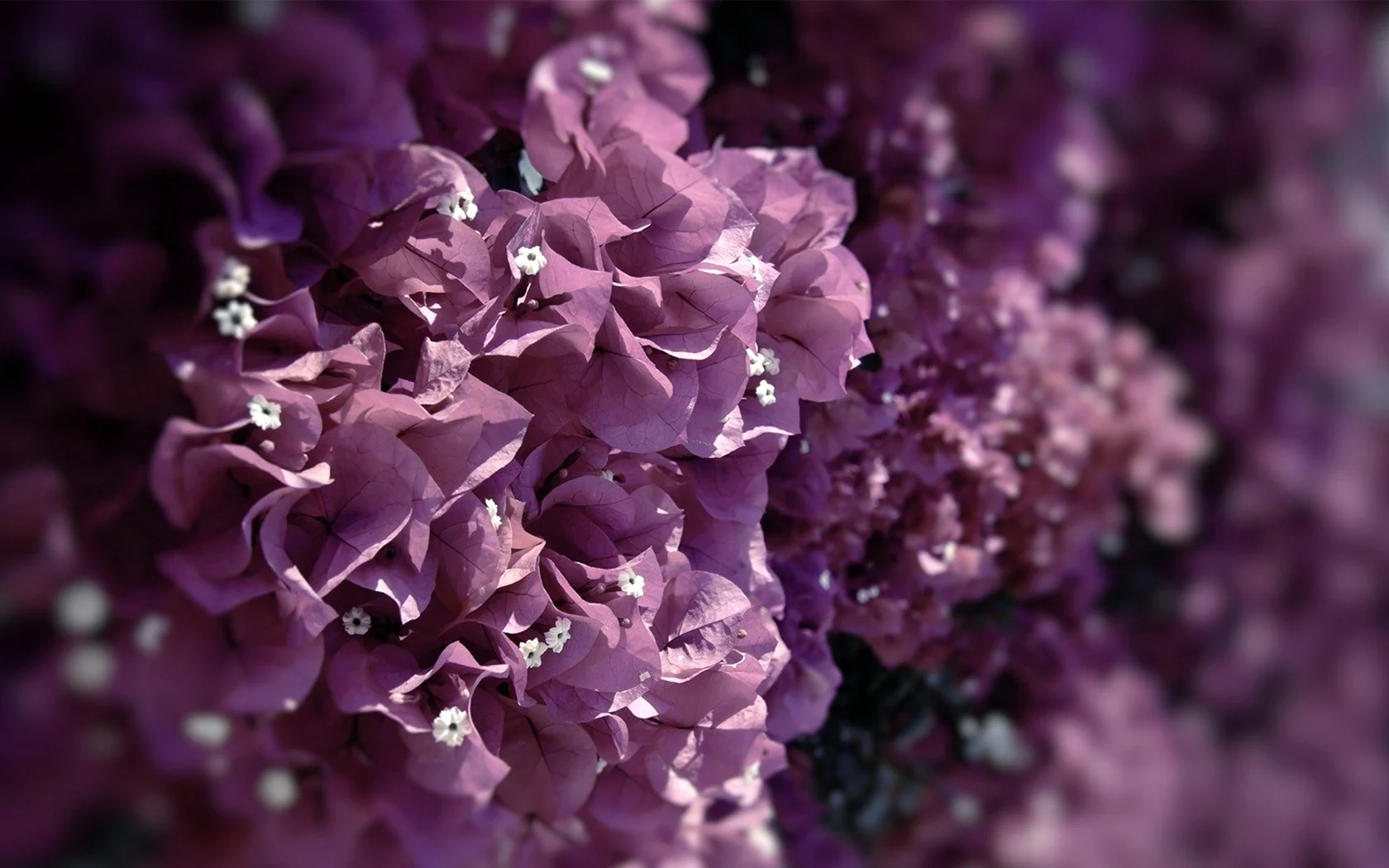 Сирень пурпурная вуаль