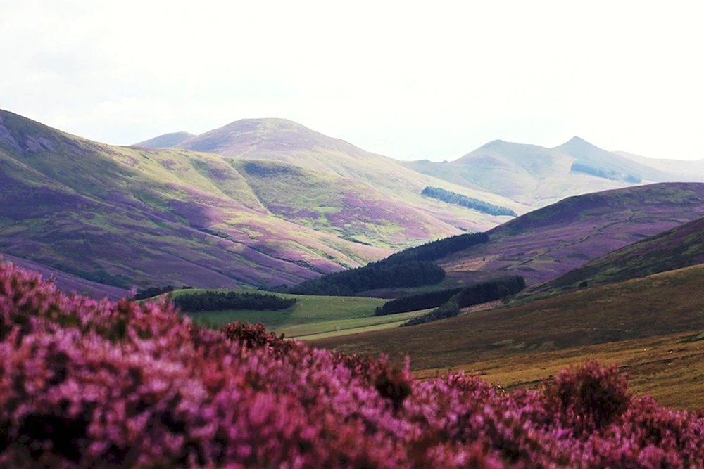 Сиреневые горы Шотландии