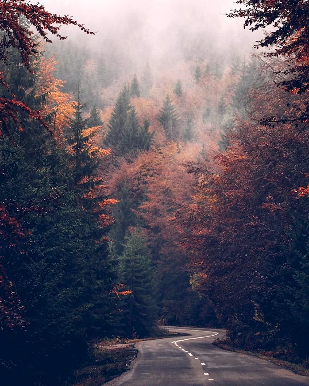 Скандинавия лес Шварцвальд