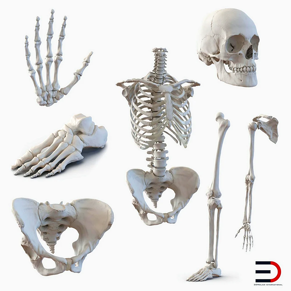 Скелет 3ds Max