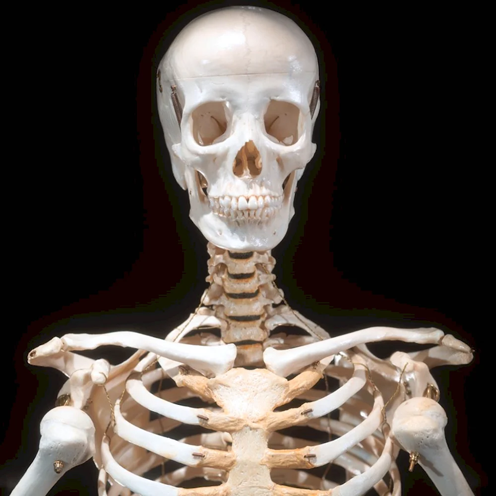 Скелет бюст