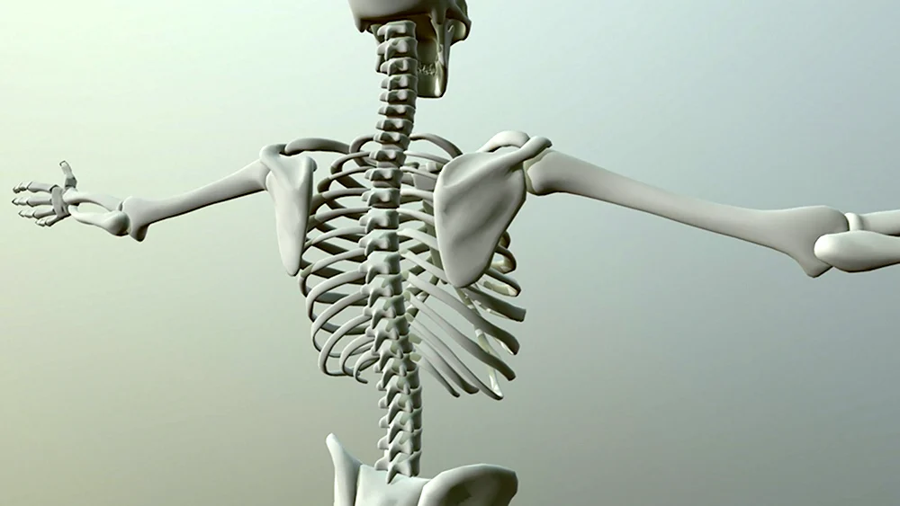 Скелет человека 3d