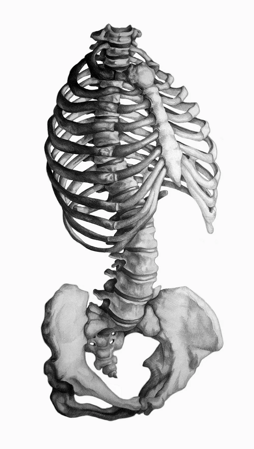 Скелет торса человека анатомия