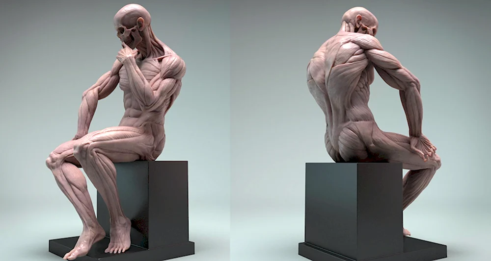 Скульптура мышцы