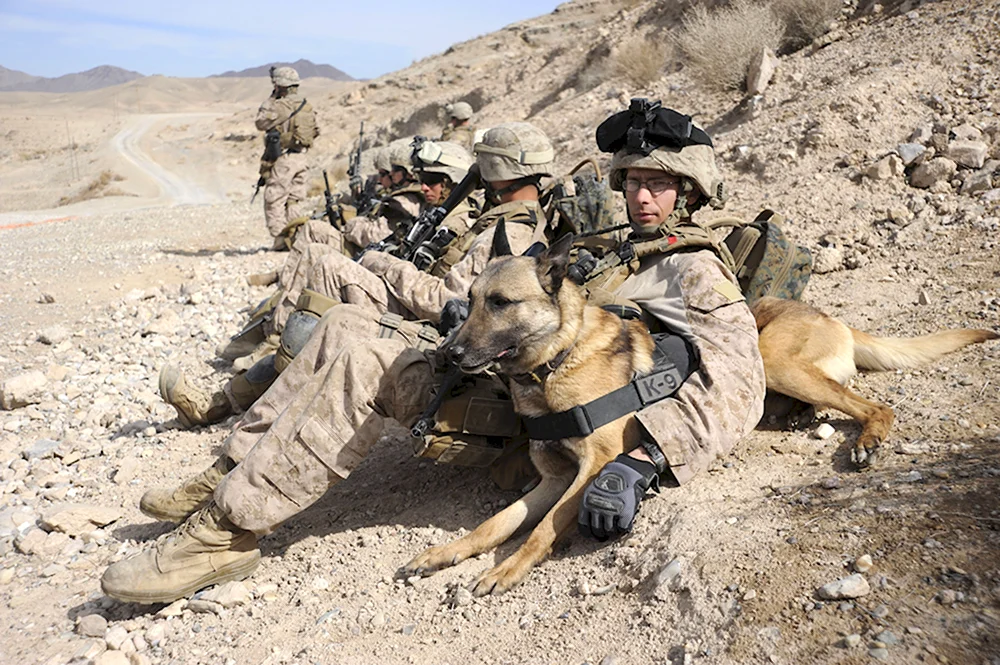 Служебные собаки в армии США