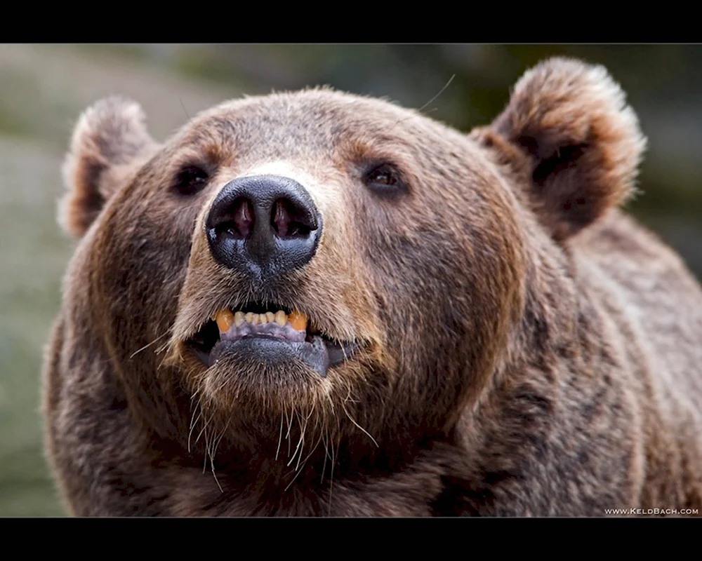 Смешная морда медведя
