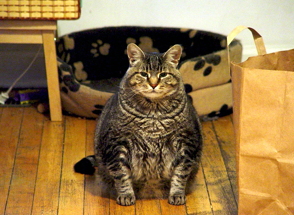 Смешной толстый кот