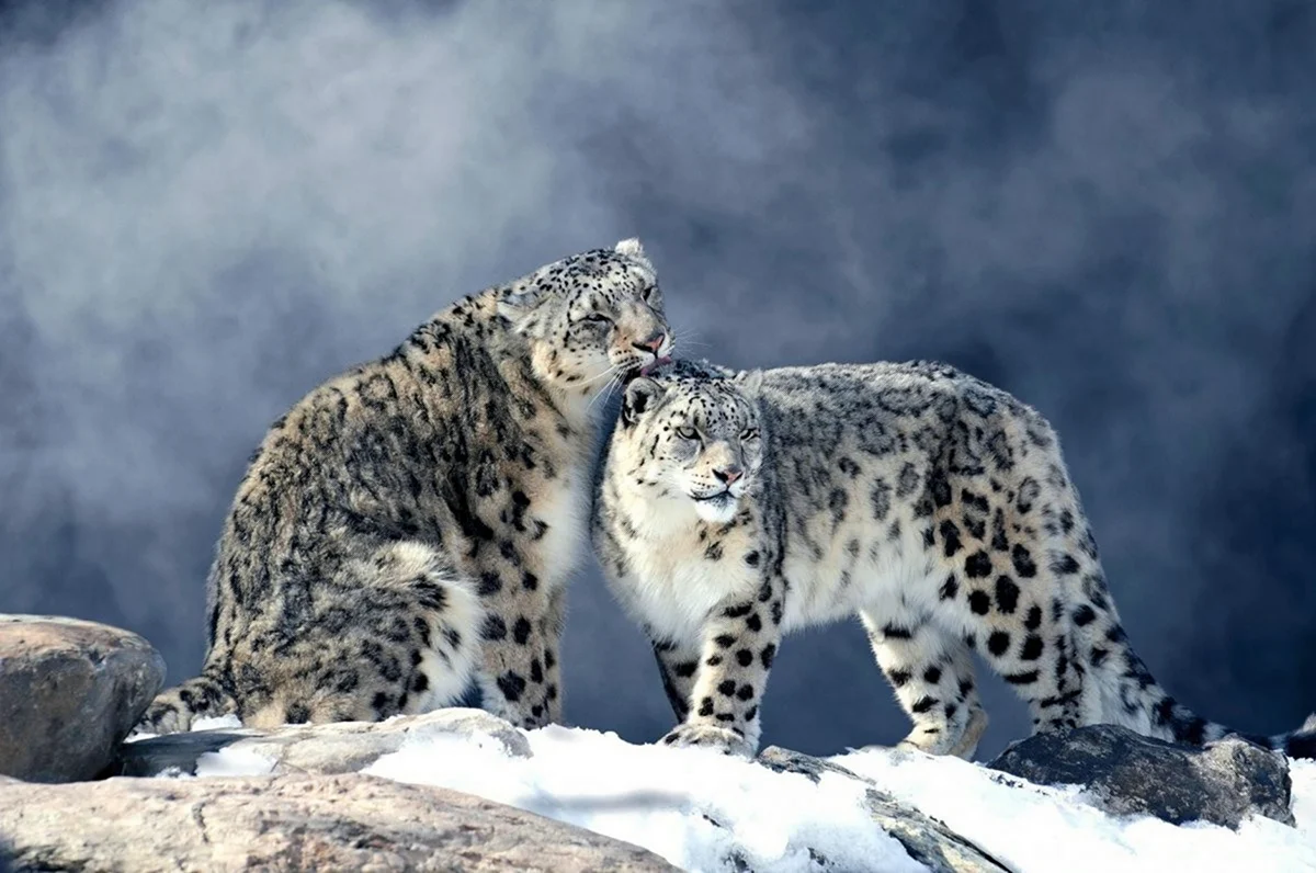 Снежный Барс Ирбис снежный леопард