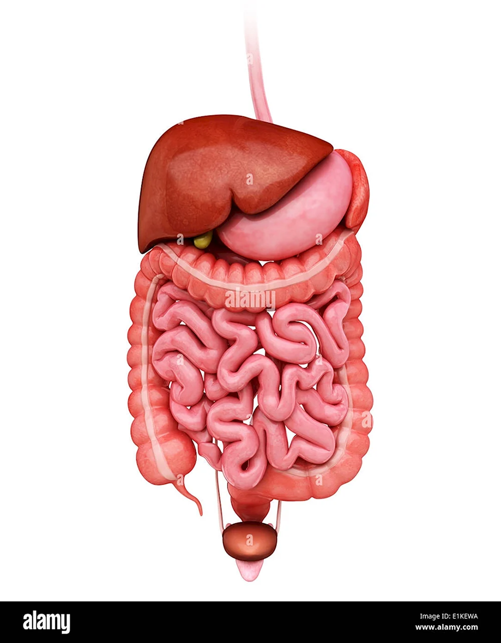 Снимок пищеварительной системы