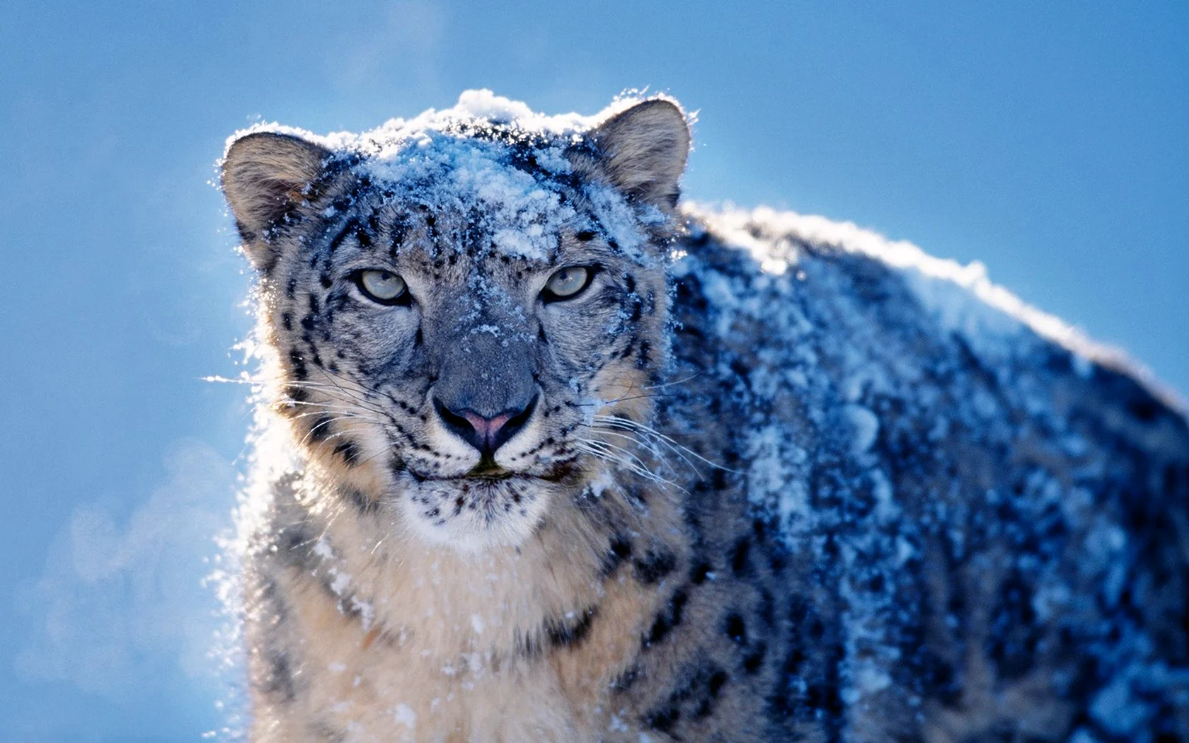 Snow Leopard Mac