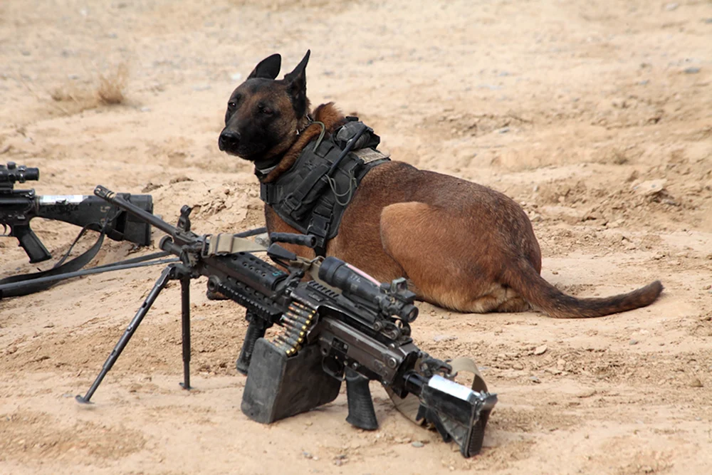 Собака с пулеметом