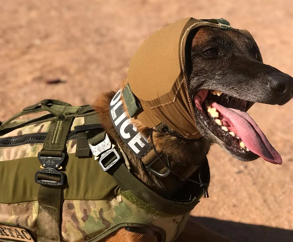 Собака в каске военной