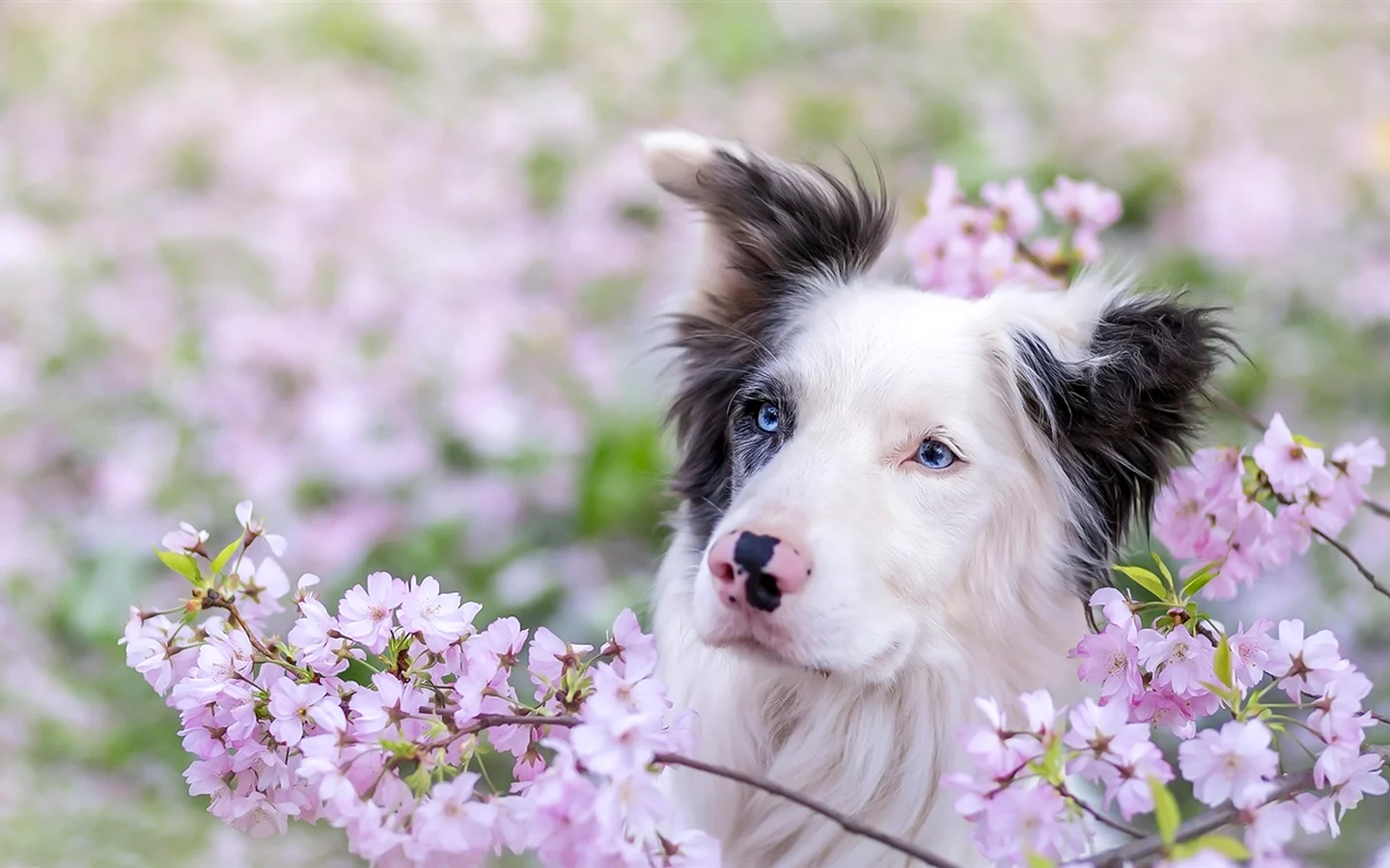 Собака весной