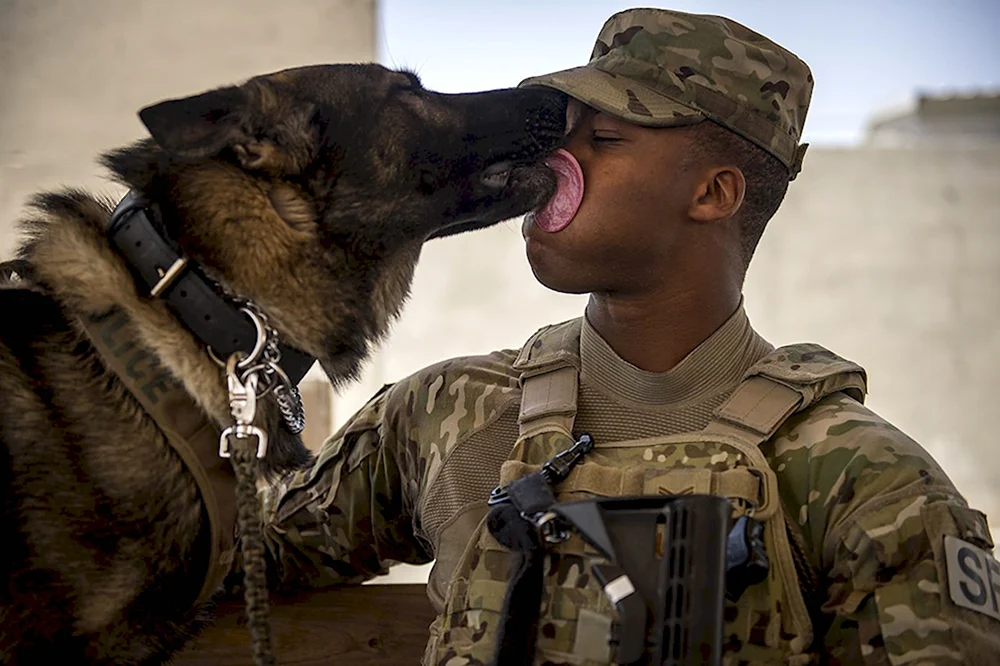 Собаки на военной службе