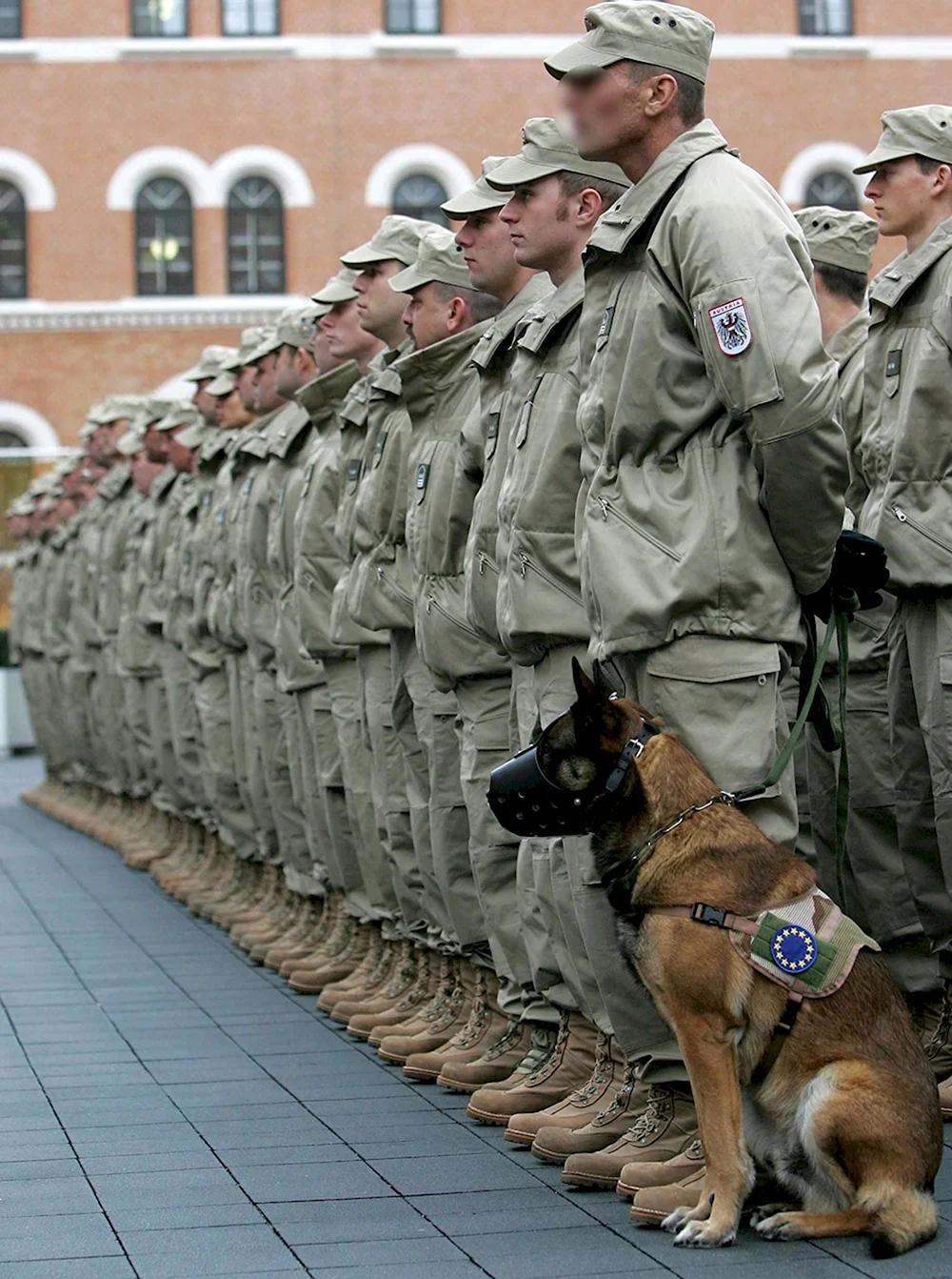 Собаки военнослужащие