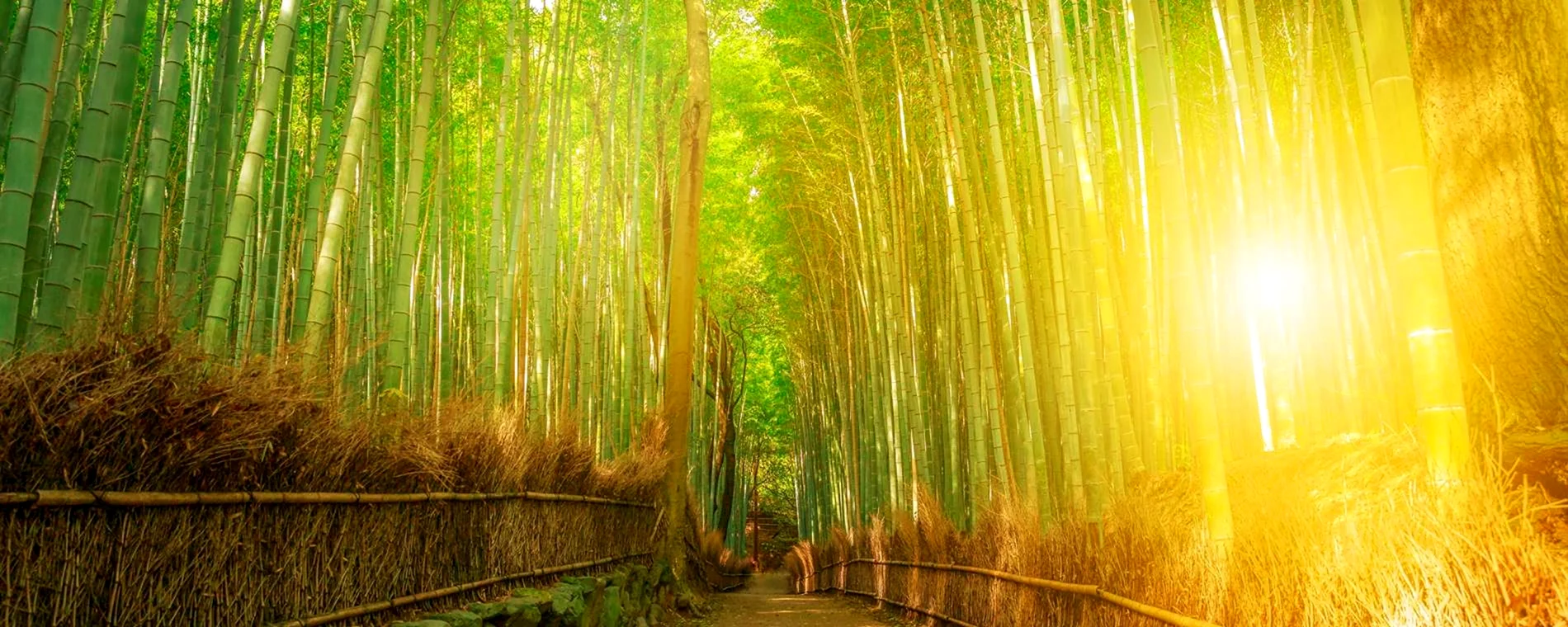 Солнечный бамбуковый лес